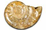 Jurassic Ammonite (Euaspidoceras) Fossil - Madagascar #365335-1